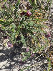 Darwinia neildiana