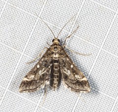 Diasemiopsis ramburialis