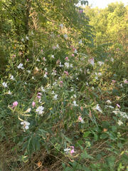Gaura