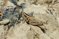 Melanoplus packardii