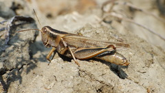 Melanoplus packardii