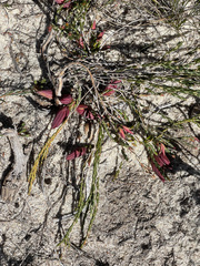 Darwinia speciosa