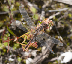 Diplacodes bipunctata