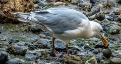 Larus glaucescens