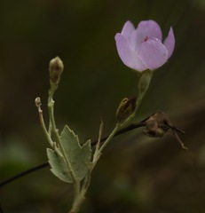 Malacothamnus fasciculatus nuttallii