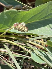 Anemopsis californica