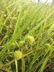 Sparganium americanum