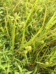 Sparganium americanum