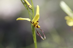 Diuris sulphurea