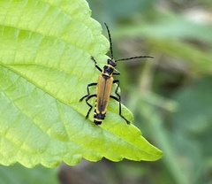 Chauliognathus flavipennis