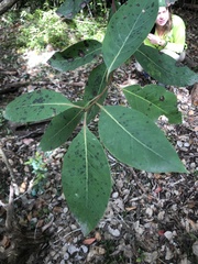 Lophostemon suaveolens