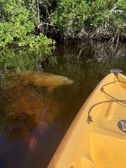 Trichechus manatus