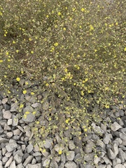 Hemizonia congesta lutescens