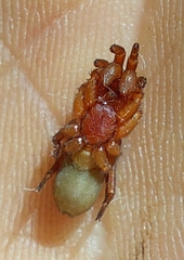 Caponia