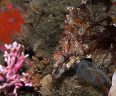 Oxylebius pictus