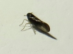 Delphacidae