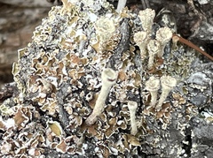 Cladonia pleurota