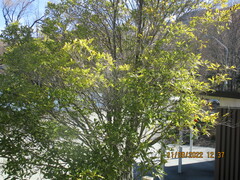 Pittosporum eugenioides