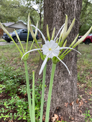 Hymenocallis