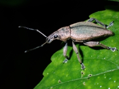 Elytrurus marginatus