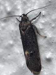 Leistomorpha brontoscopa