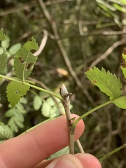 Sorbus decora