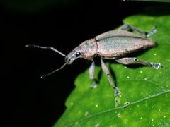 Elytrurus marginatus