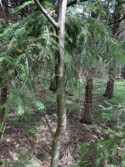 Sorbus decora