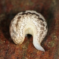 Megapallifera mutabilis