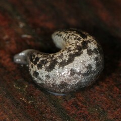 Megapallifera mutabilis