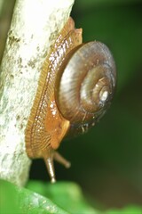 Hemiplecta