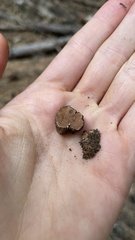 Gautieria parksiana