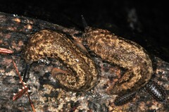 Philomycus togatus
