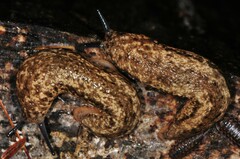 Philomycus togatus