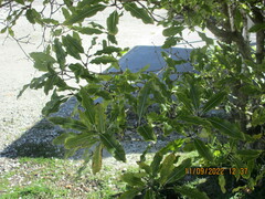 Pittosporum eugenioides