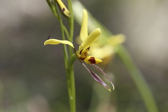 Diuris sulphurea