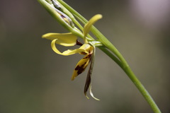 Diuris sulphurea
