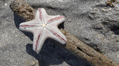 Protoreaster nodosus