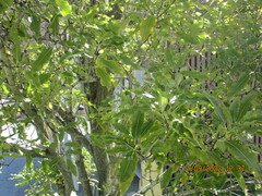 Pittosporum eugenioides