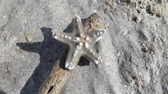 Protoreaster nodosus