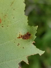 Acalitus longisetosus