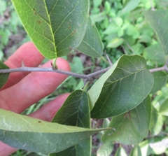 Maclura pomifera