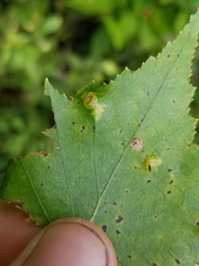 Acalitus longisetosus