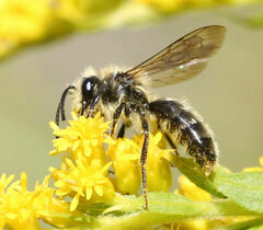 Andrena hirticincta