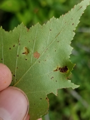 Acalitus longisetosus