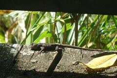 Sceloporus consobrinus