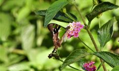 Graphium macleayanus