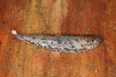 Megapallifera mutabilis