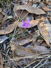 Glossodia minor