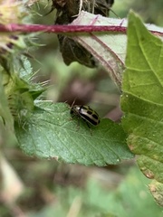 Cerotoma trifurcata